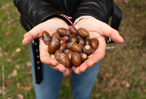 Young female holds in hands a lot of ripe acorns while walking through the autumn oak forest. This material is used for creativity during autumn