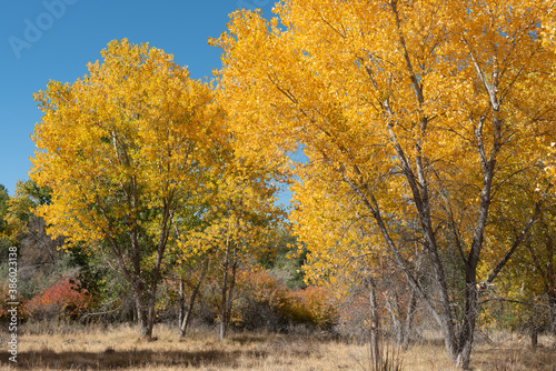 Upward view of western Colorado cottonwood grove in October with brilliant blue sky and golden leaves