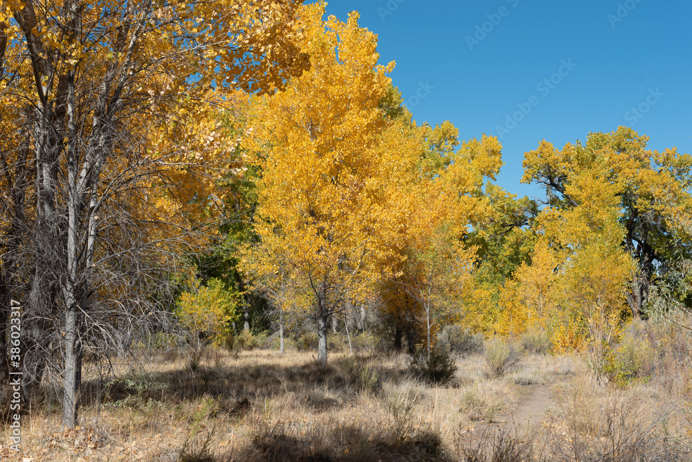 Autumn cottonwood grove in western Colorado near Grand Junction