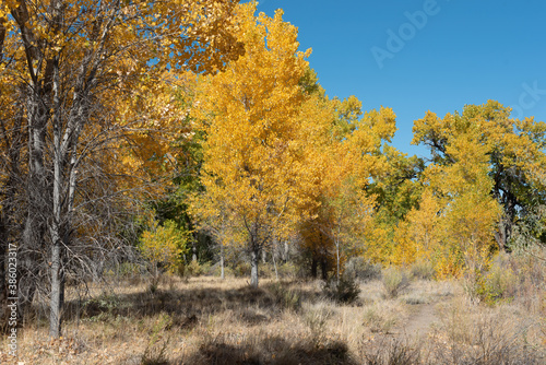 Autumn cottonwood grove in western Colorado near Grand Junction