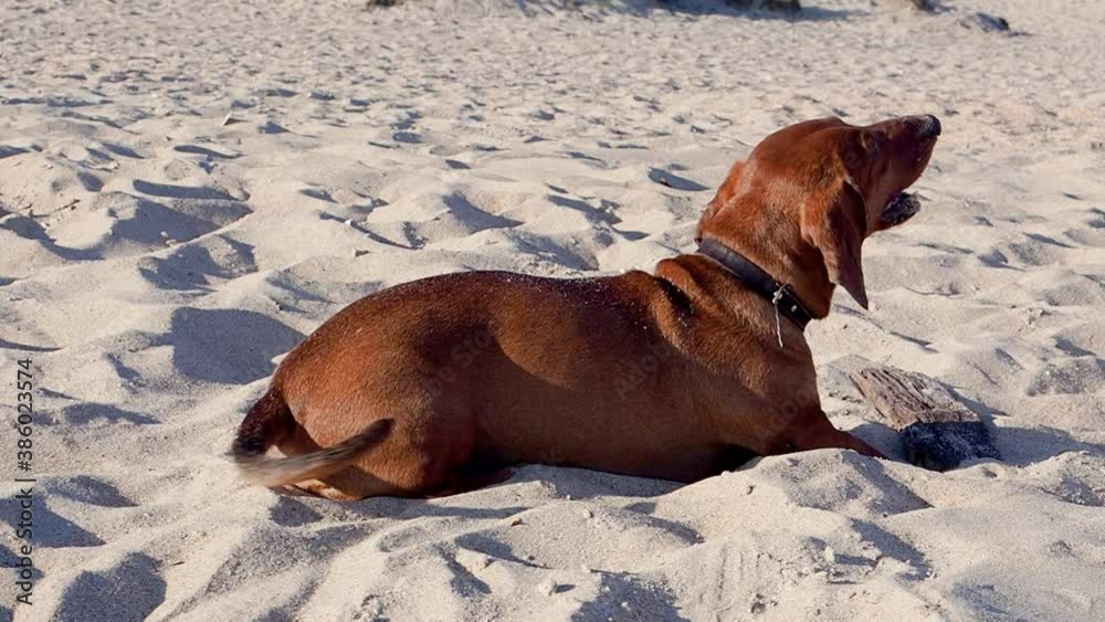 Dachshund barks on a sandy beach on a sunny summer day Dachshund barks on a sandy beach on a sunny summer day