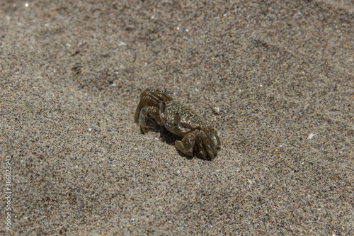 Un peque  o cangrejo de playa sobre la arena.