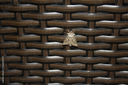 b#Beautiful moth on rattan chair