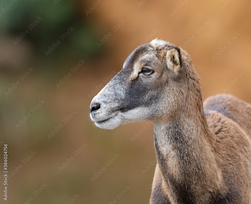 portrait of a young mouflon without horns portrait of a young mouflon without horns