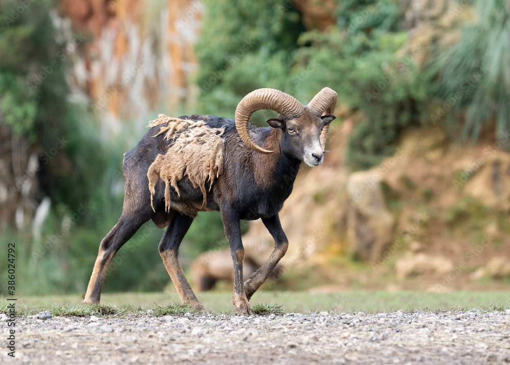 mouflon walking in the mountain mouflon walking in the mountain