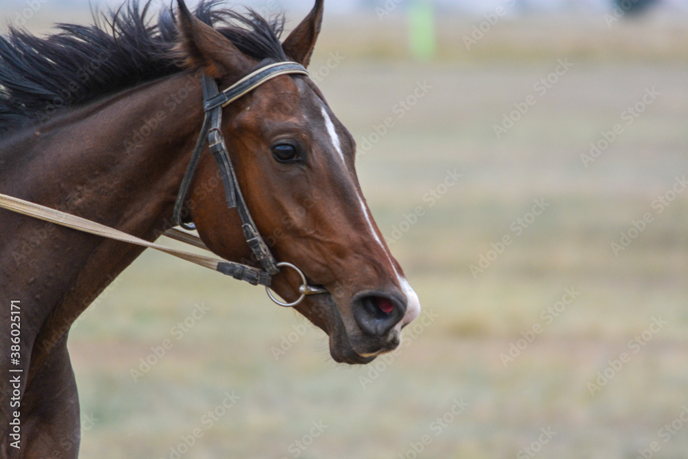 Fototapeta premium Portrait of a tired horse. Skachka, Kazakhstan.