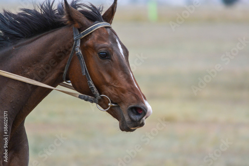 Portrait of a tired horse. Skachka, Kazakhstan.