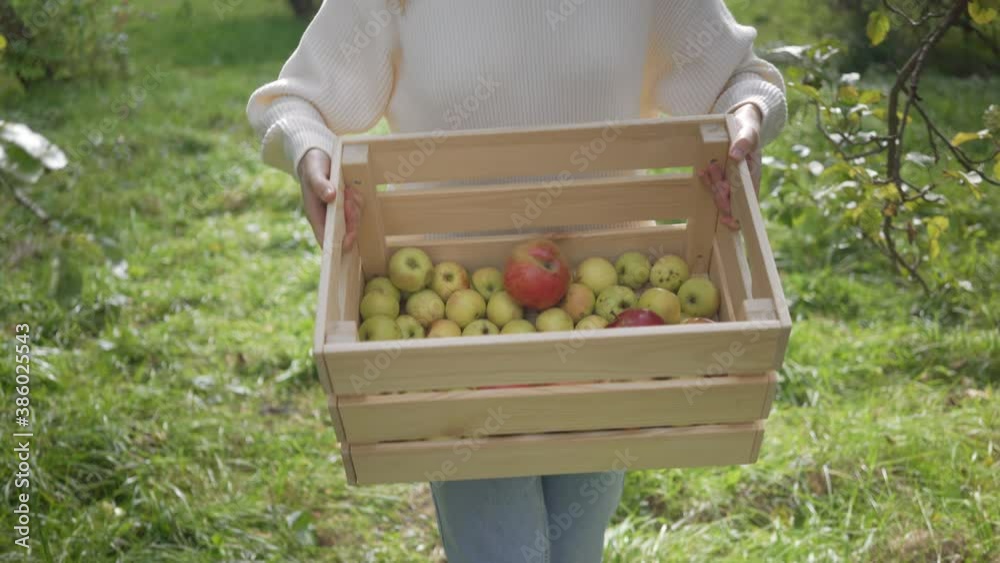 Beautiful woman harvesting apples in orchard.
