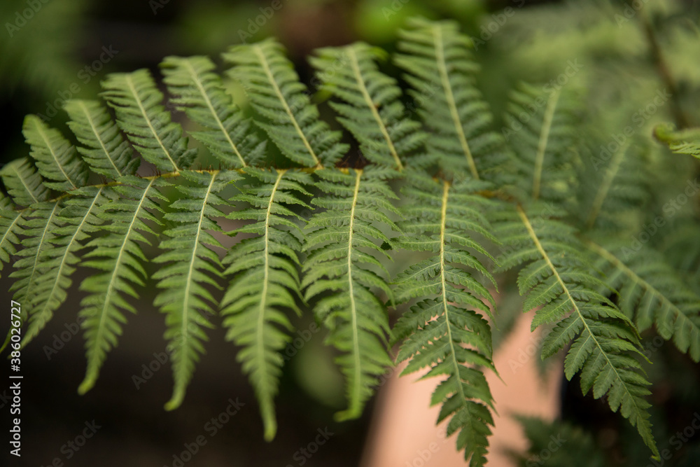 Flora. Closeup view of Cyathea cooperi fern, also known as Australian Tree Fern, beautiful green leaves and leaflets texture and pattern.