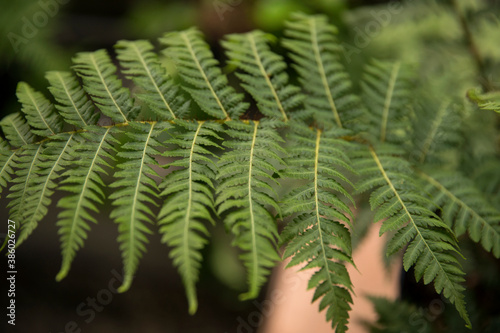 Flora. Closeup view of Cyathea cooperi fern  also known as Australian Tree Fern  beautiful green leaves and leaflets texture and pattern.
