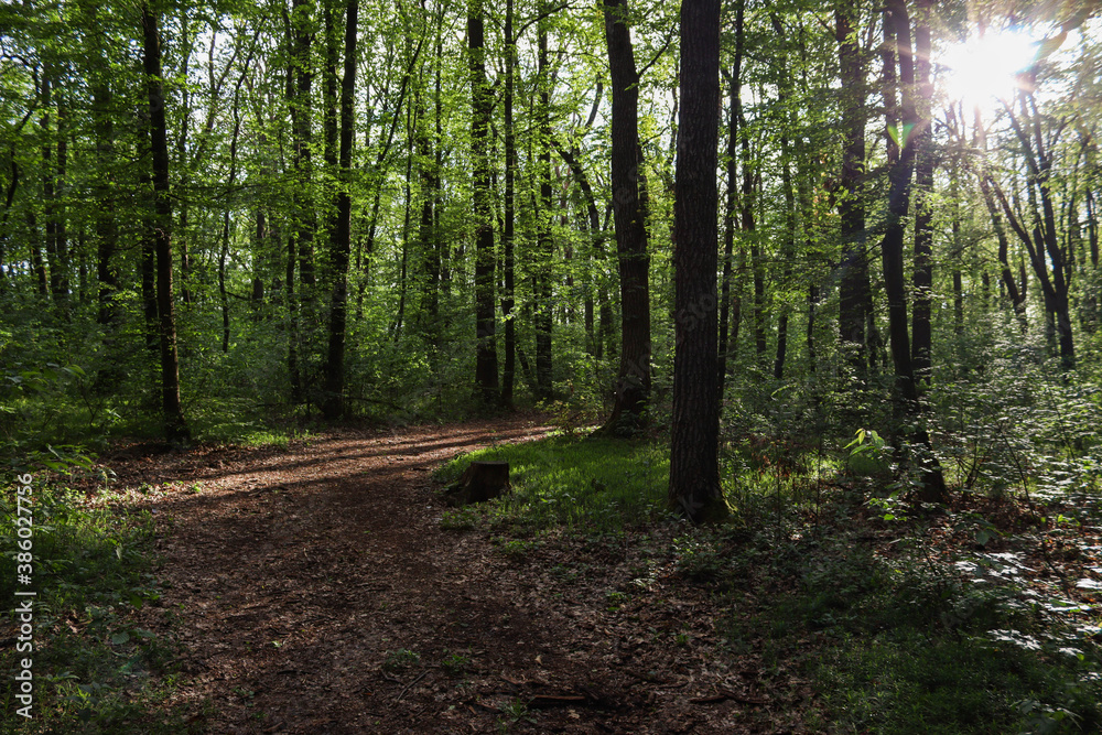 Fototapeta premium footpath in the woods