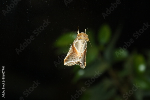 burnished brass moth (Messingeule) on window