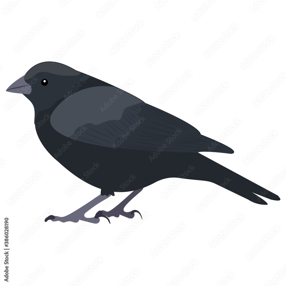 Obraz premium A black colored bird with pointed beak, crow