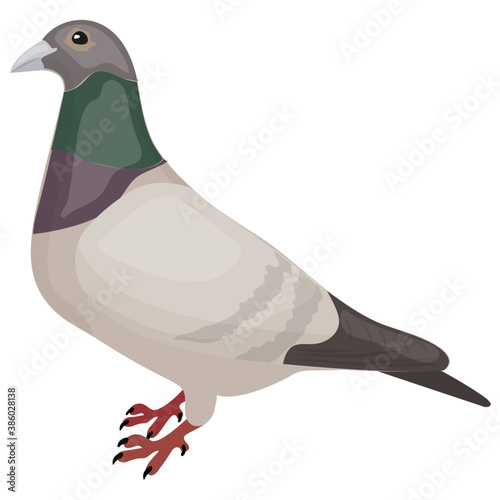
A beautiful and cute bird with small beak depicting  pigeon 
