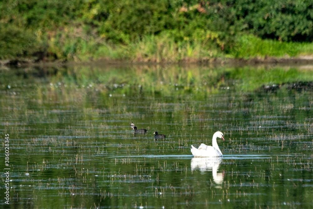 portrait of white swan on the lake
