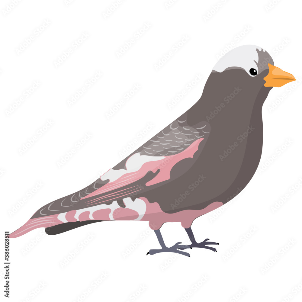 Obraz premium Colorful bird with feathers and beak