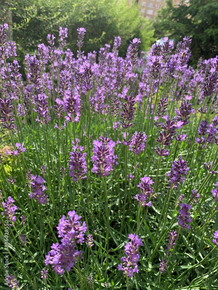 Naklejka premium flowers in the garden