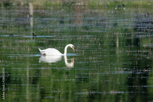 Fototapeta Naklejka Na Ścianę i Meble -  portrait of white swan on the lake