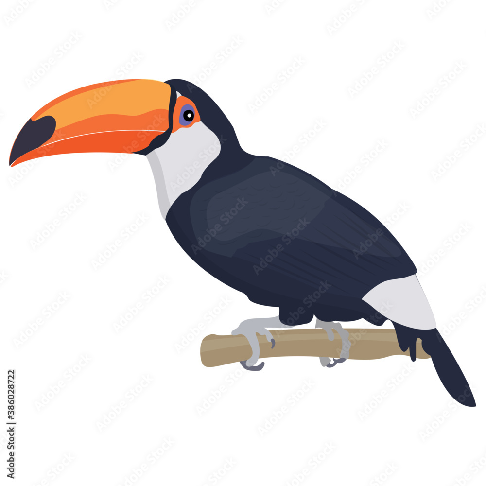 Obraz premium Crow like colorful bird having long beak, toco toucan 