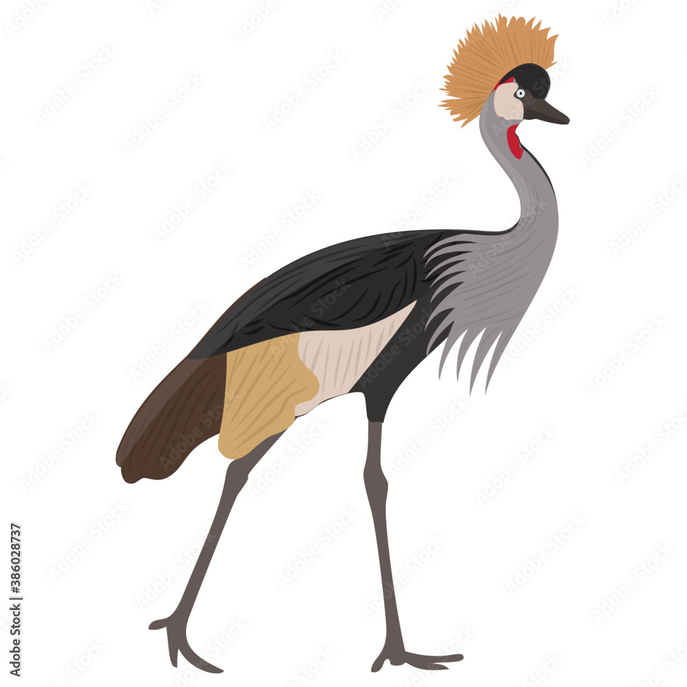Long thin bird animal with pointed beak and crown on head, crown crane bird  Stock Vector | Adobe Stock
