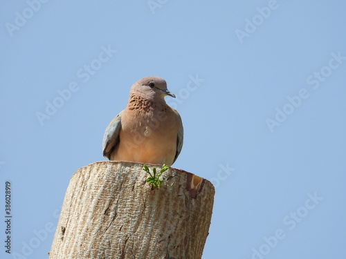 Laughing Dove keeping a lookout.