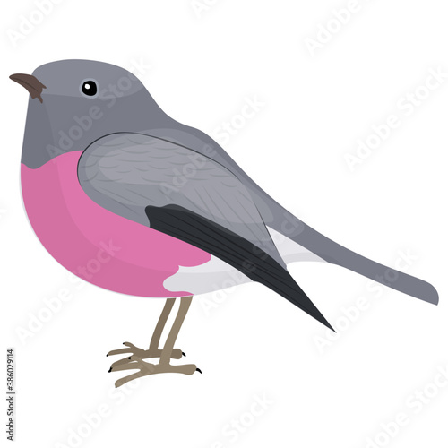 
A cute bird with pink breast depicting pink robin 
