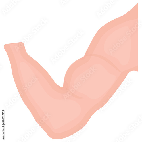 
A muscle bicep arm curved to denote elbow icon 
