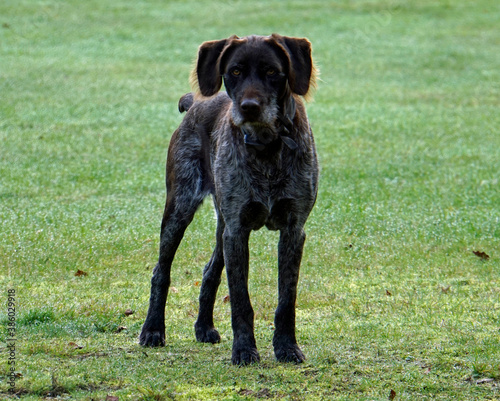 Foto Hund sieht wachsam aus. Eindringlingsalarm. Deutsch Stichelhaar