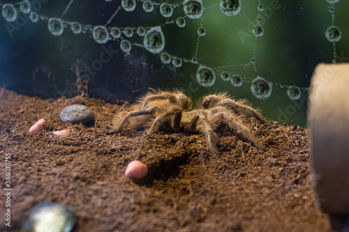 Spider nhandu vulping in a terrarium closeup photo