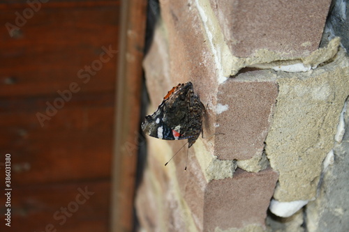 Admiral on wall