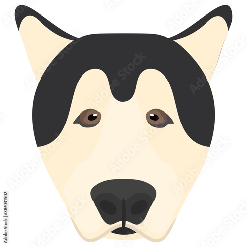 
A domestic dog with small ears and black and white face, alaskan malamute  
