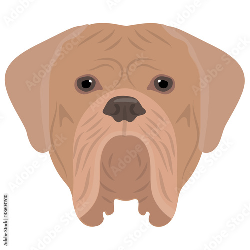 
An animal with the bulky mouth and outwards ears depicting bulldog 
