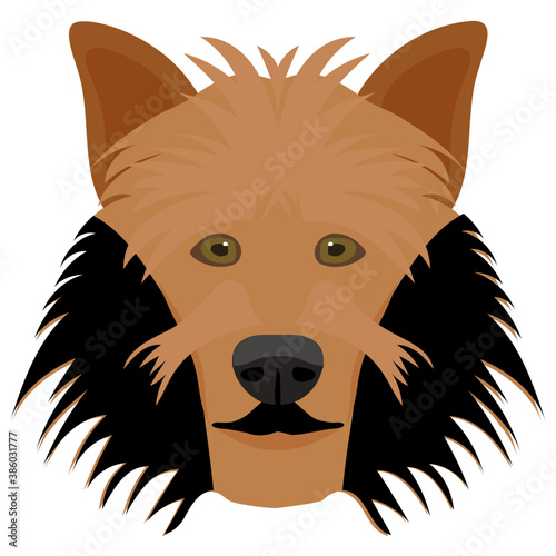 
A furry brown dog with small ears depicting shetland sheepdog 
