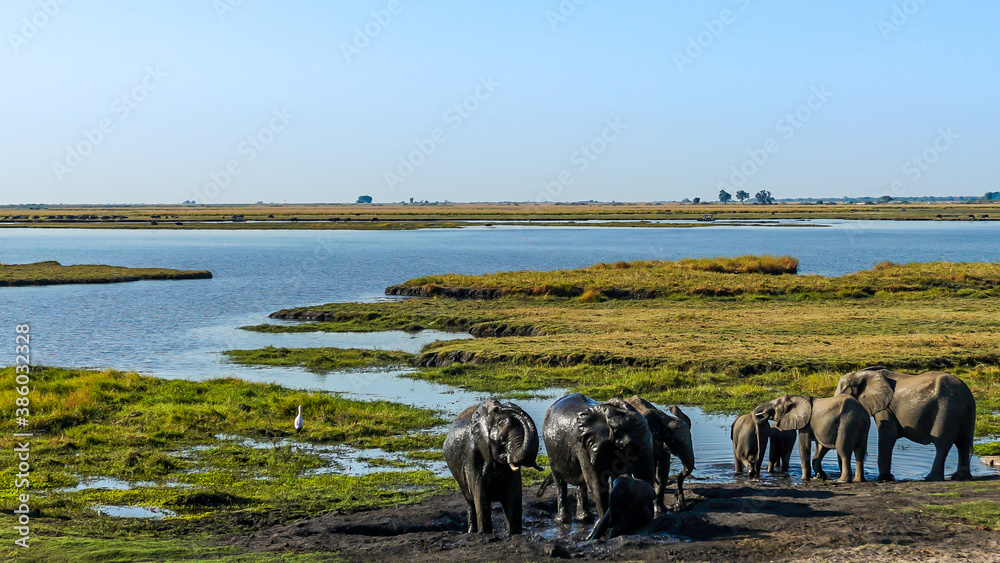 Fotografia Elephants taking a mud bath okavango delta botswana