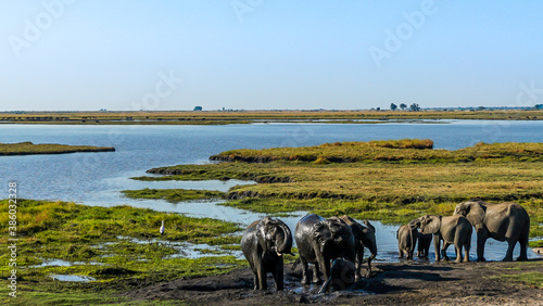 Tableau sur toile Elephants taking a mud bath okavango delta botswana