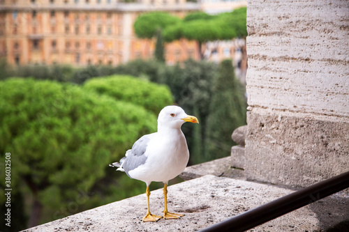 Seagull standing over a window