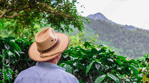 person in a hat coffee plants