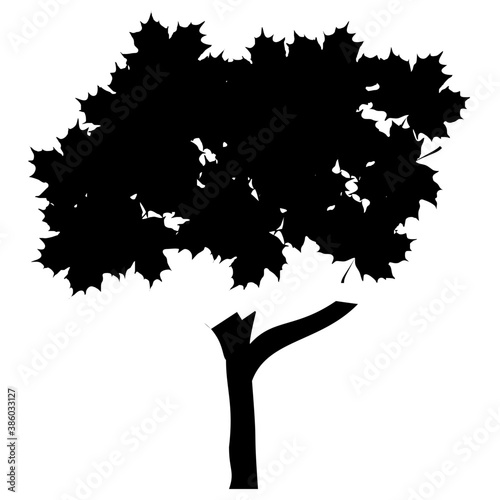 
Tree with brown stem and green leaves structured in colonies, this is hangman’s elm tree  
