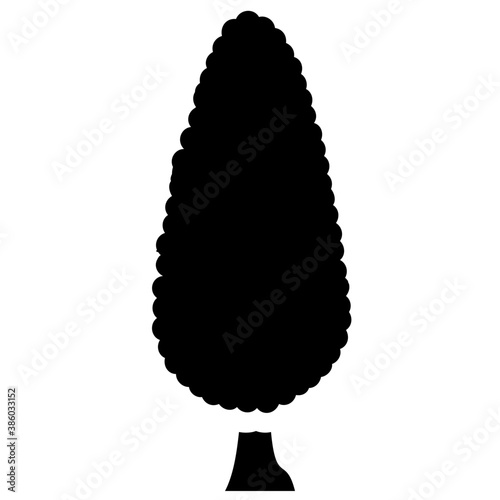 
Fluffy young branch fir tree, coniferous tree 
