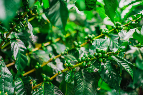 close up of green leaves coffee garden 
