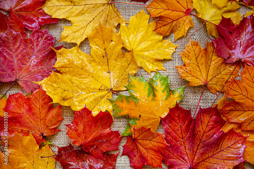 Autumn leaves background. Wet mapple leaves, yellow and red.