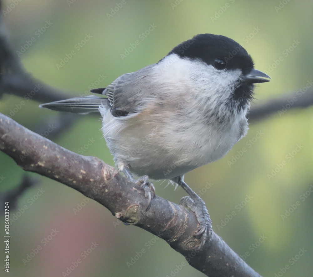 Naklejka premium Marsh tit (Poecile palustris) posing on an oblical tree branch, perching and looking towards the camera. Beautiful creamy calm clear natural looking blurry background behind the bird.