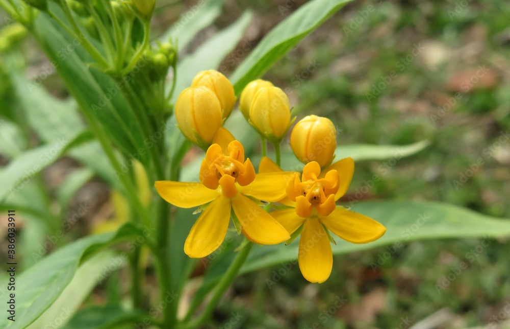 Beautiful asclepias flowers in Florida nature, closeup Beautiful asclepias flowers in Florida nature, closeup