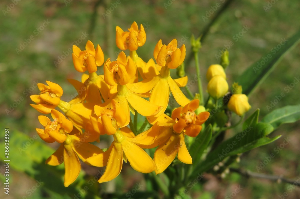 Beautiful yellow asclepias flowers in Florida nature, closeup