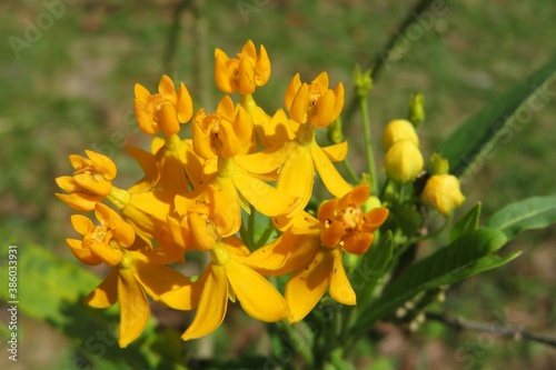 Yellow asclepias flowers in Florida nature, closeup photo