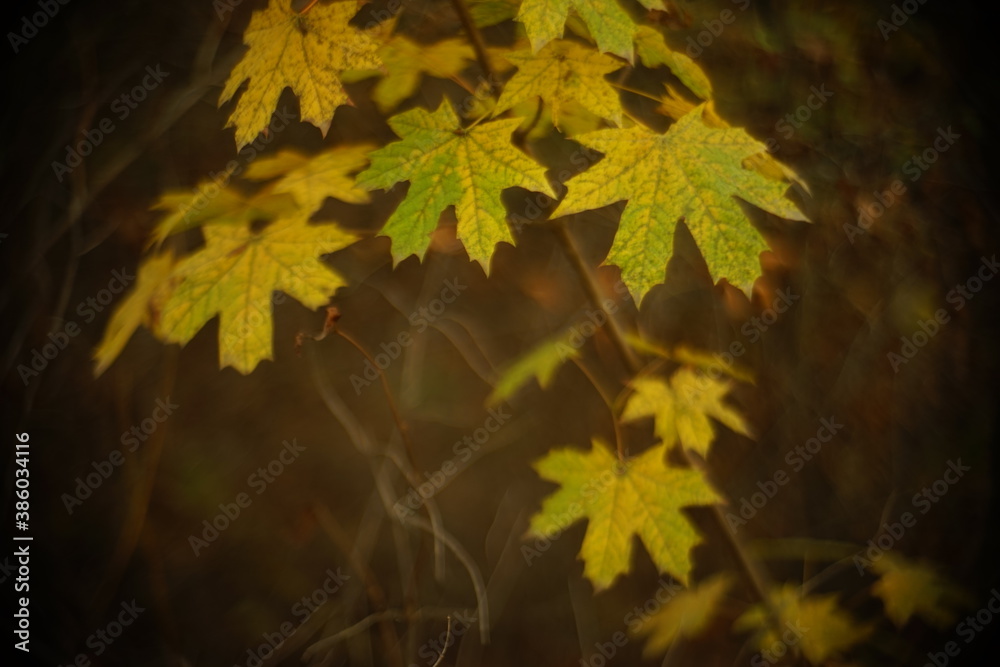 maple tree with yellow and green leaves in the autumn forest maple tree with yellow and green leaves in the autumn forest