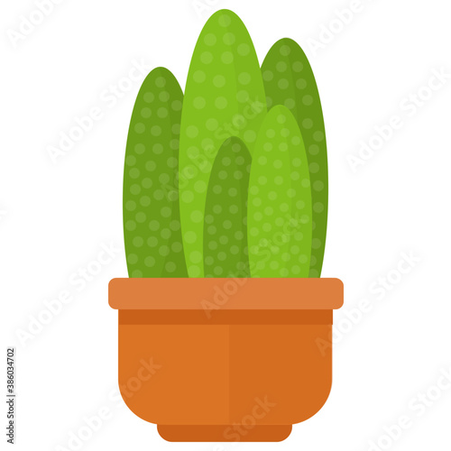 
A plant with straight upward direction leaves, indoor san pedro 
