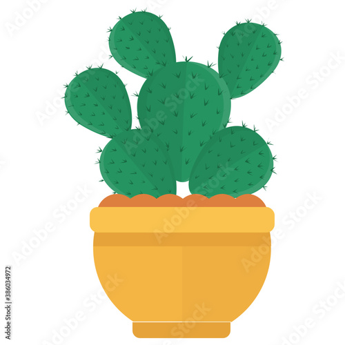 
A pot having flat shape leaves, indoor prickly pear 
