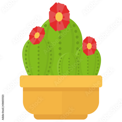 
A plant with straight upward direction leaves, indoor san pedro 
