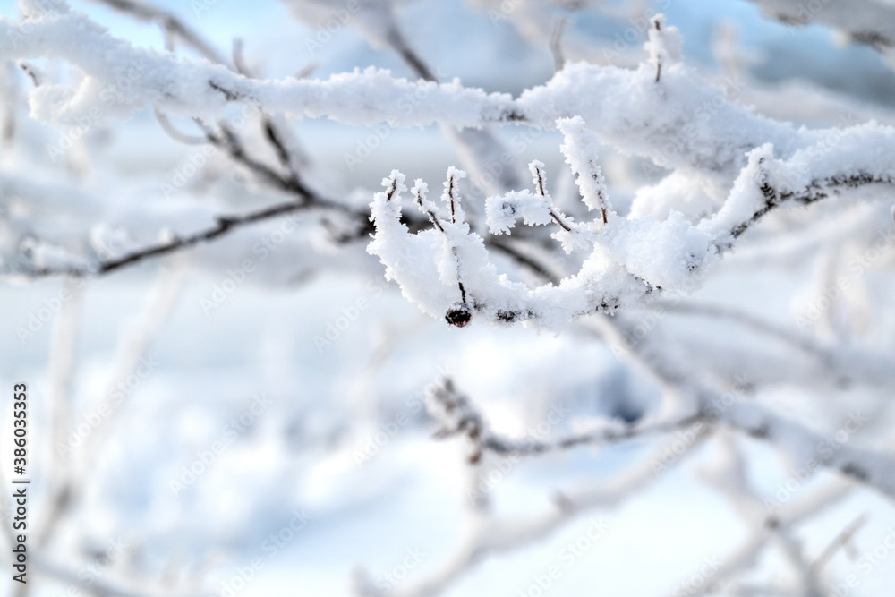 Tree branches covered with frost on the background of snowdrifts. Copy space.